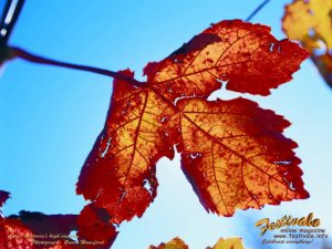 free Festivale wallpaper Autumn leaves; 300x225