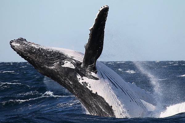 Whale Breaching courtesy of Wild About Whales; 600x400