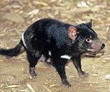 Tasmanian Devil; photo Chris McLennan courtesy Tourism Tasmania