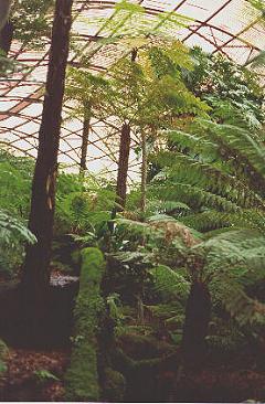 Rippon Lea fernery (c) Ali Kayn 1996