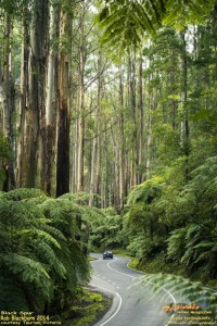 Black Spur, Festivale free printable calendar; 200x300