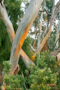 Lorne gum trees, Festivale free calendar; 200x300