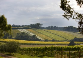 Winery, Mornington Peninsula, 2008-9 David Hannah (c) Victorian Wine Industry Association courtesy Tourism Victoria; 279x197